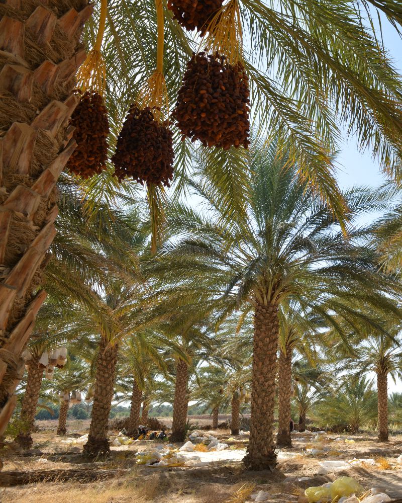 Date palms in the Jordan Valley